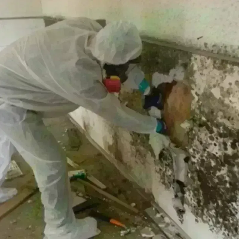 Mold Remediation and Removal in Lincoln Village, OH